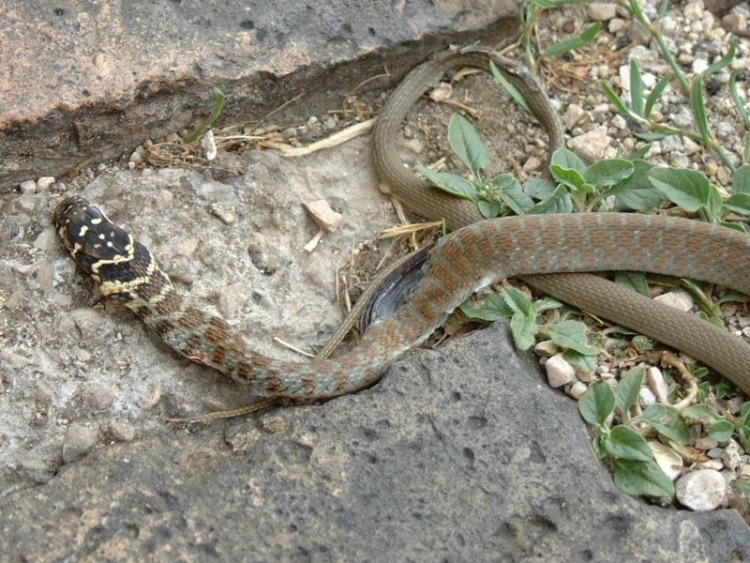 serpente - giovane biacco